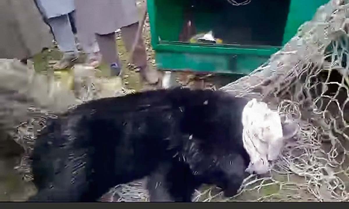 Bear caught in Bandipora