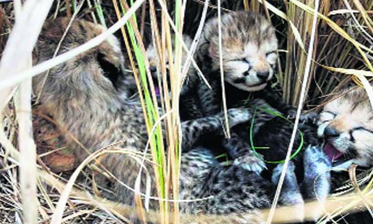 Wildlife officials capture bear and children from village