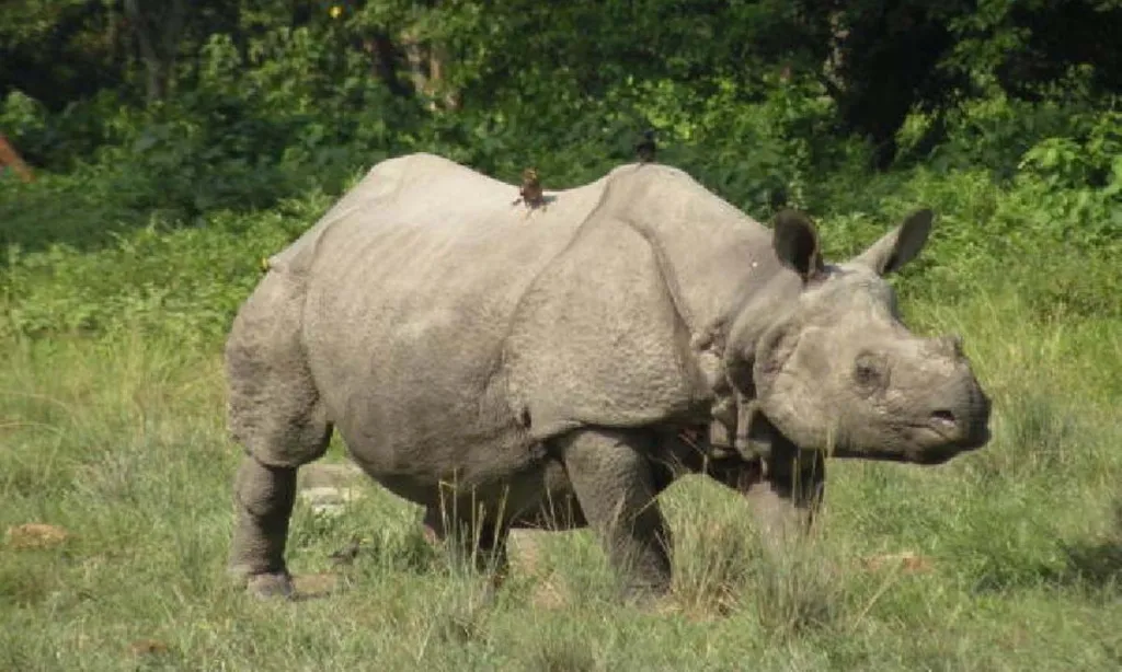 Assam: Tigers killed rhino in Orang National Park, this is the third unnatural death of rhino since September