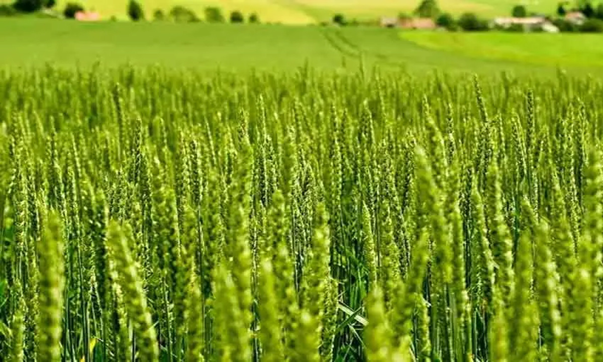 Application for Rabi crop insurance till January 1