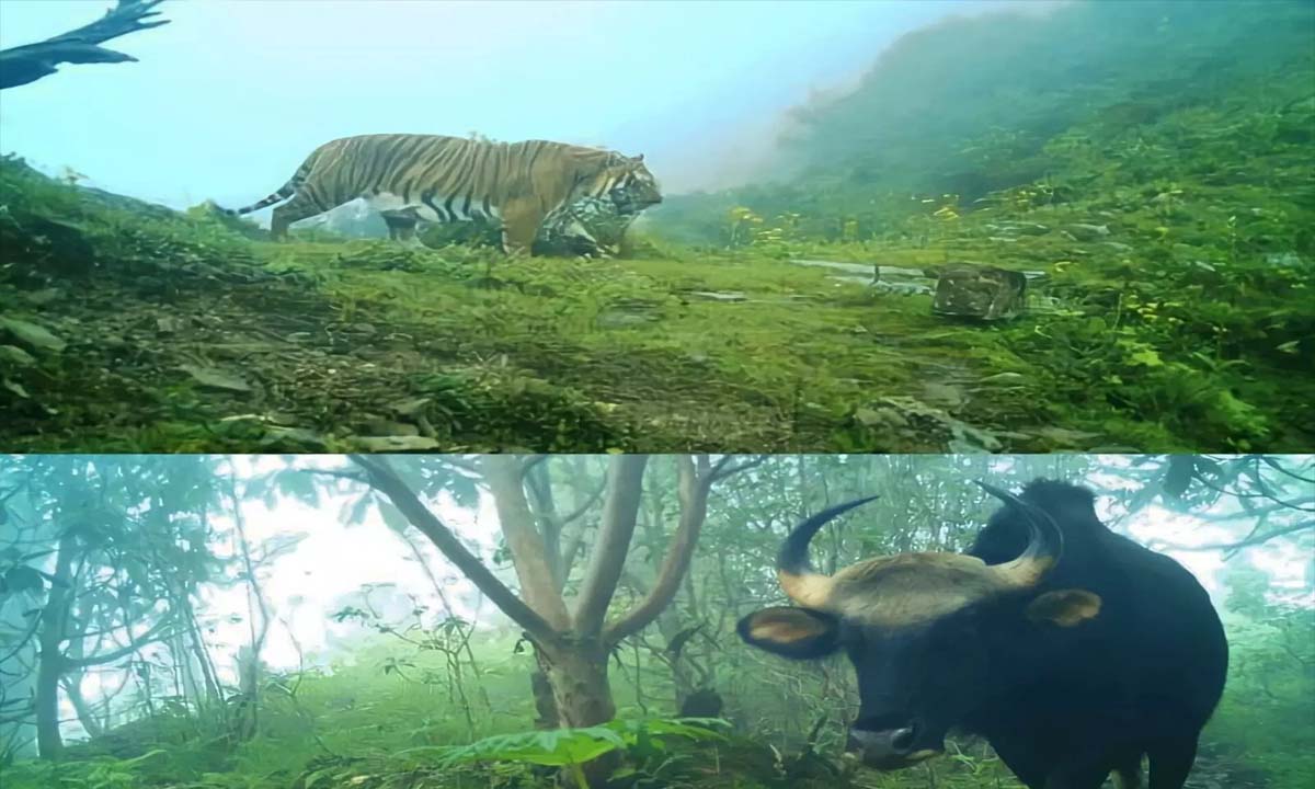 Sikkim: Wildlife sets national and global records for Sikkim forest department