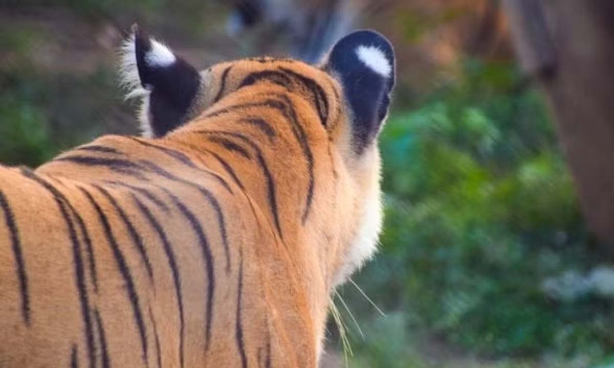 Telangana: Tigress found dead in Kagaznagar forest