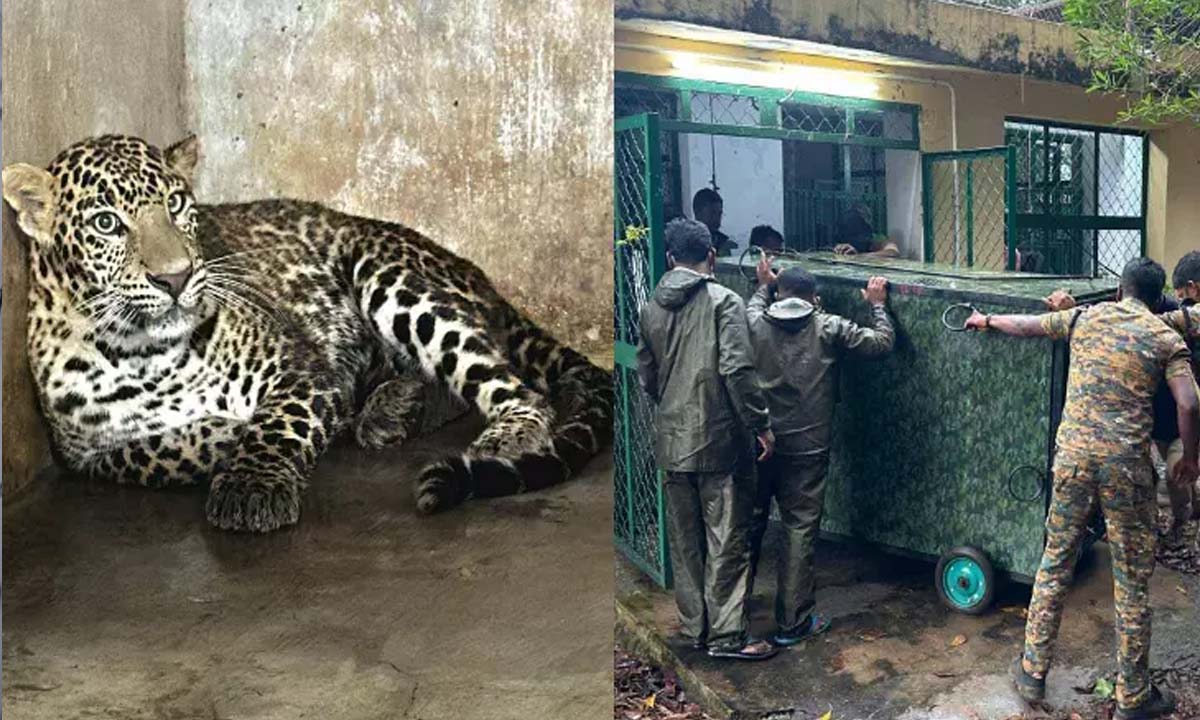 CHENNAI: Killer Nilgiri leopard brought to Chennai
