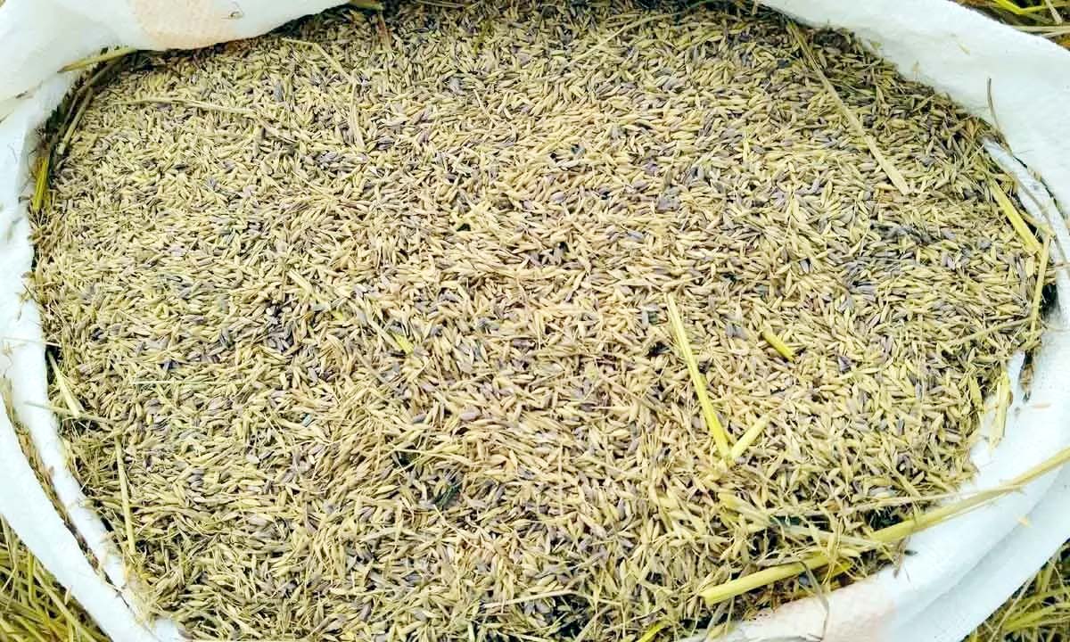 Srikakulam: Farmers worried due to discoloration of paddy