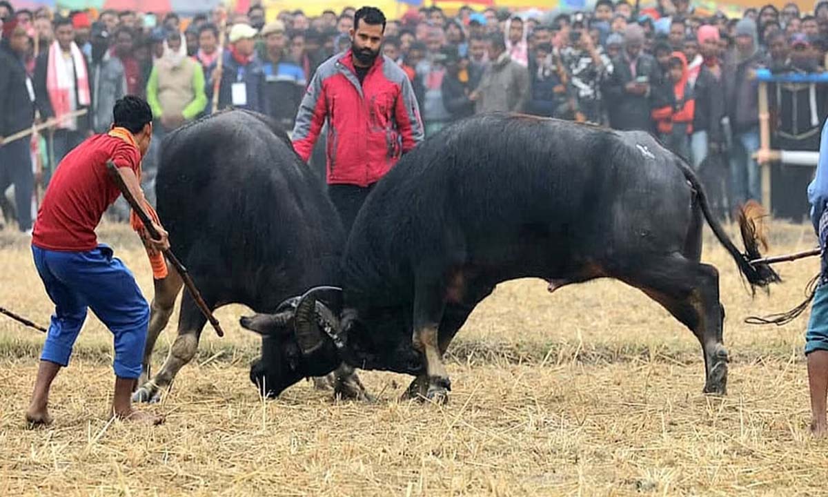 Guwahati: After nine years, buffalo fight organized