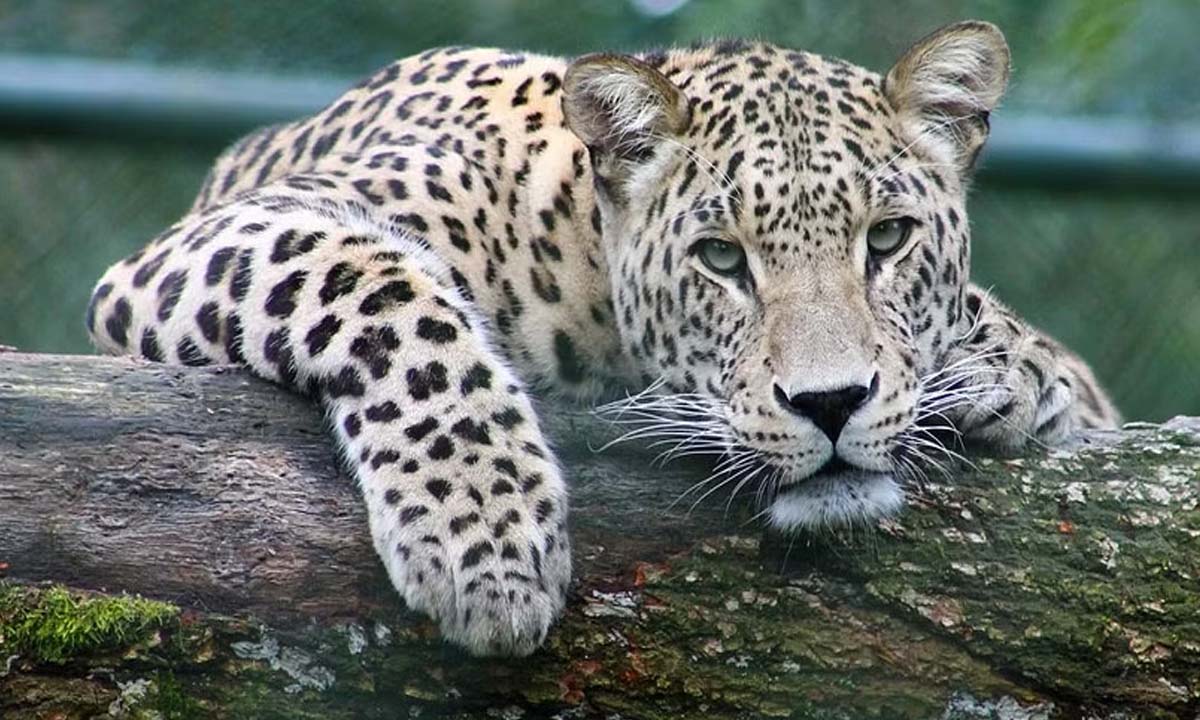 Indore: Leopard spotted near TCS, Infosys campus, rescue operation underway