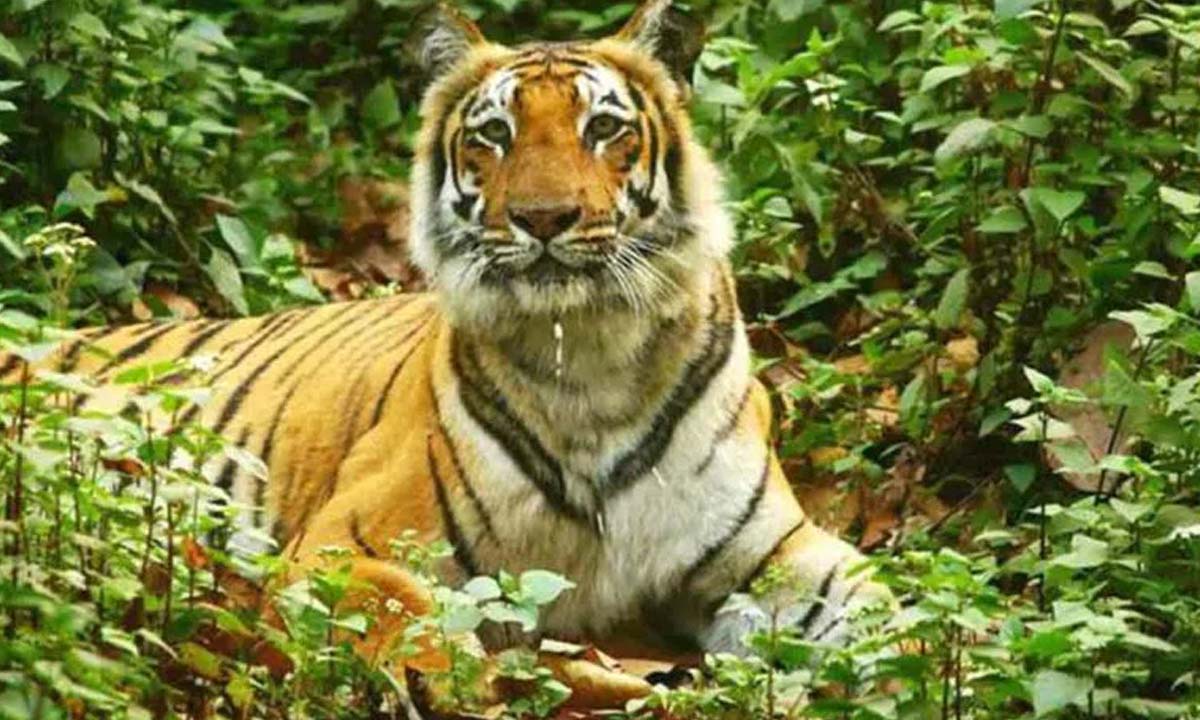 Asifabad: Search operation continues to find missing tigers