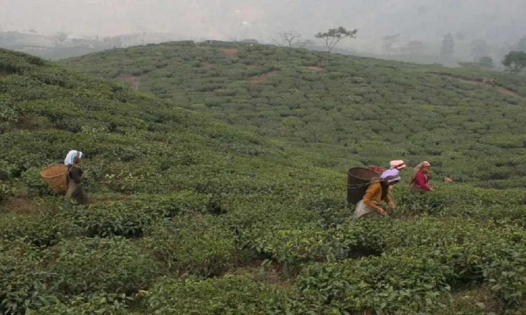 Siliguri: Tirihanna tea garden management missing from tripartite meeting