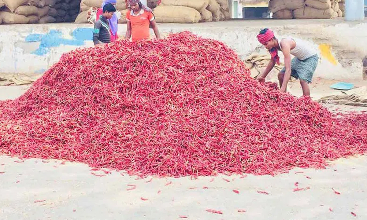Hyderabad: Telangana farmers are getting restless due to fall in chilli prices