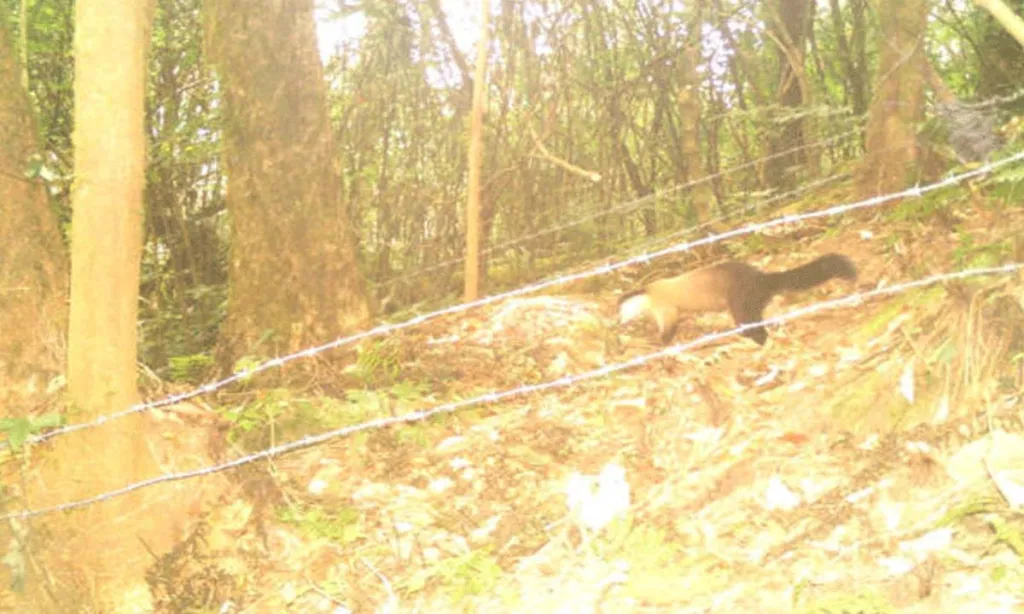 Jalpaiguri: Trap cameras reveal wild diversity in Kalimpong's Neora Valley National Park