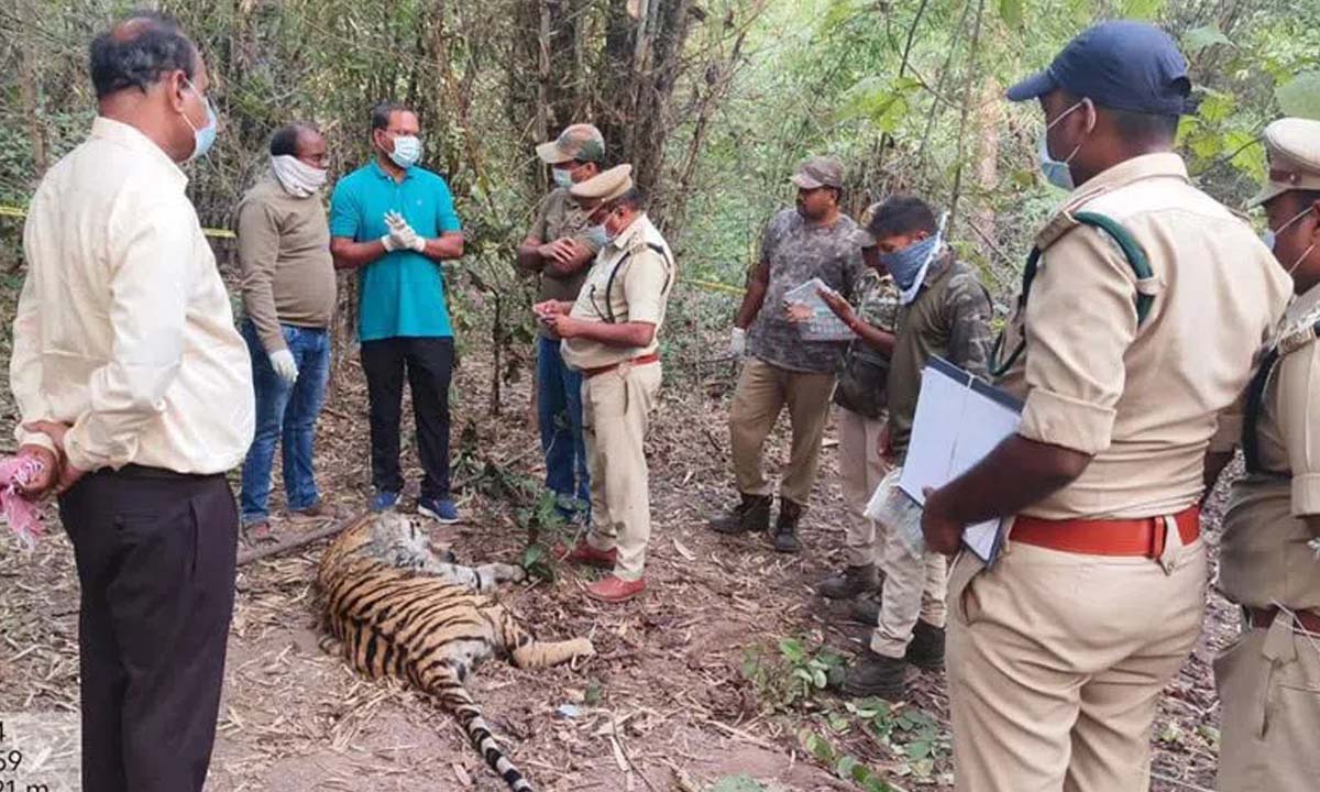 Asifabad: Two tigers died, four forest officers suspended