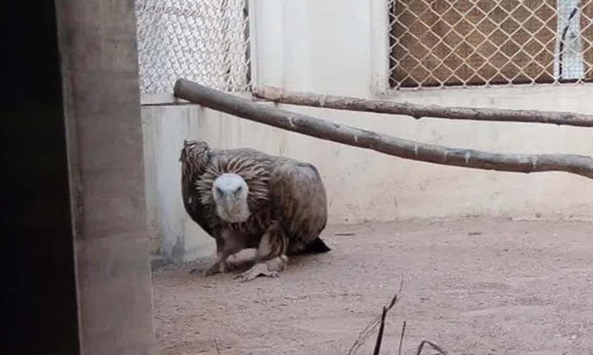 Hyderabad: Rare Eurasian Griffon Vulture trapped in Manja