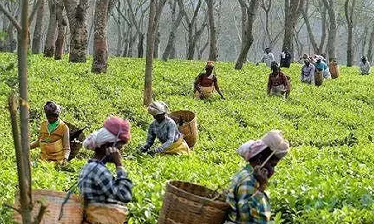 GUWAHATI: Assam government introduces 3% reservation for tea tribe and tribal communities in teacher recruitment