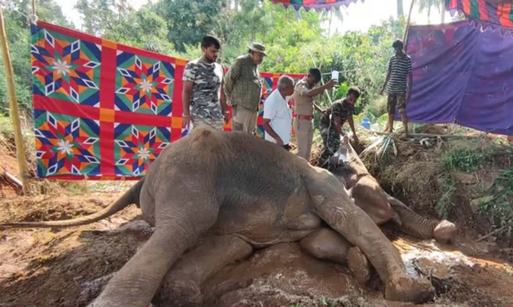 Tamil Nadu: Wild elephant dies of hepatitis