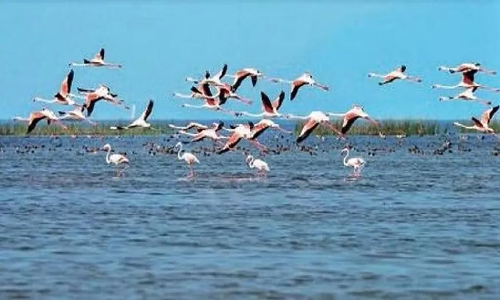 BHUBANESWAR: Slight increase in bird numbers recorded in Chilika