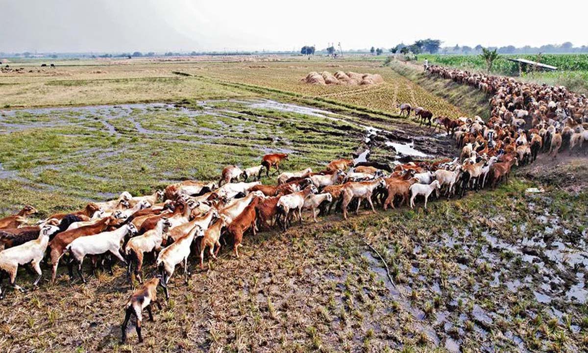 Bhongir: Shepherd Association urges government to restart sheep distribution units