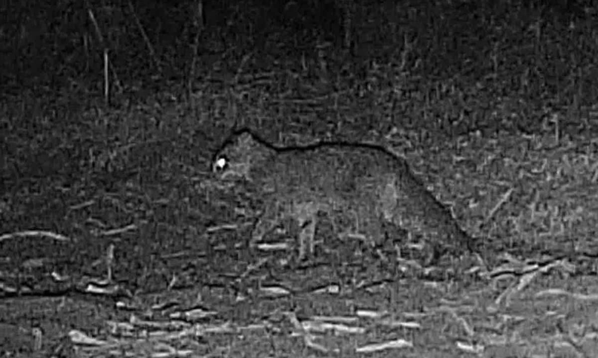 Medak: The elusive rust-spotted cat seen