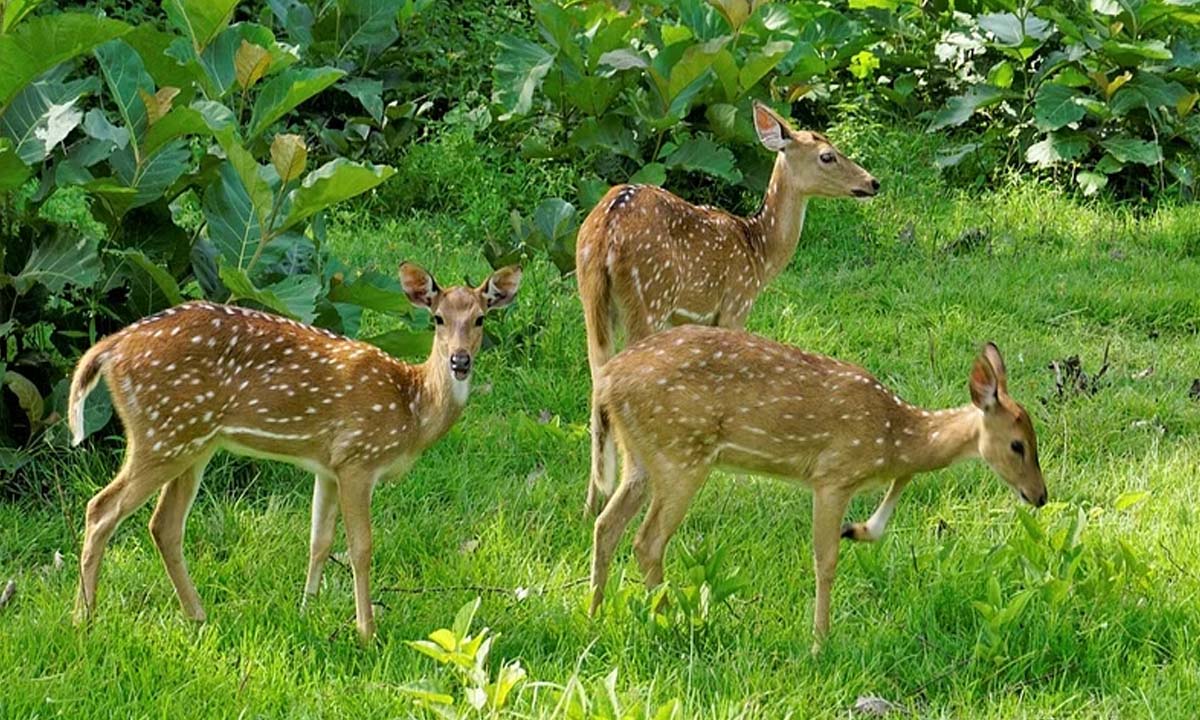 Assam: Four arrested for hunting hog deer in Kaziranga National Park