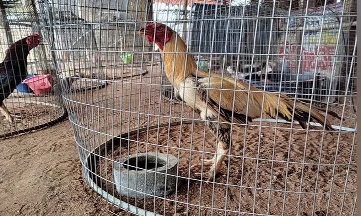 Telangana: Huge demand for fighting cocks as Sankranti approaches