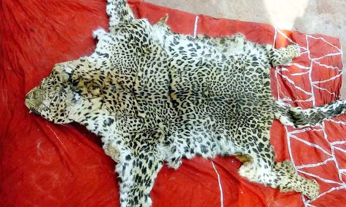 Gujarat: Leopard skin, nails seized in Valsad, 7 held