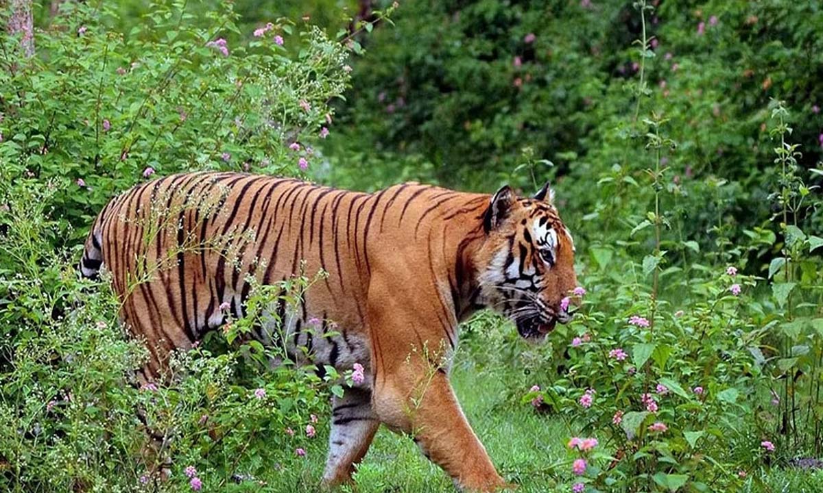 Nagpur: New plant species discovered in Maharashtra's Pench Tiger Reserve