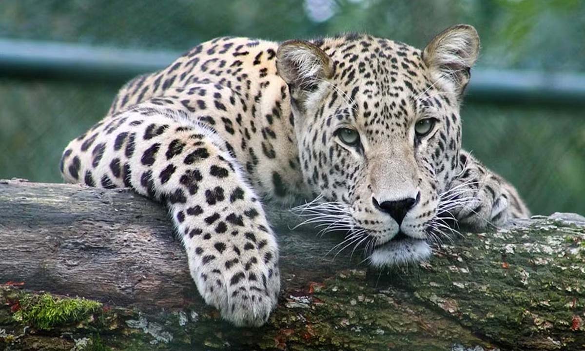 UP News: Leopard suspected of killing 6 children caught