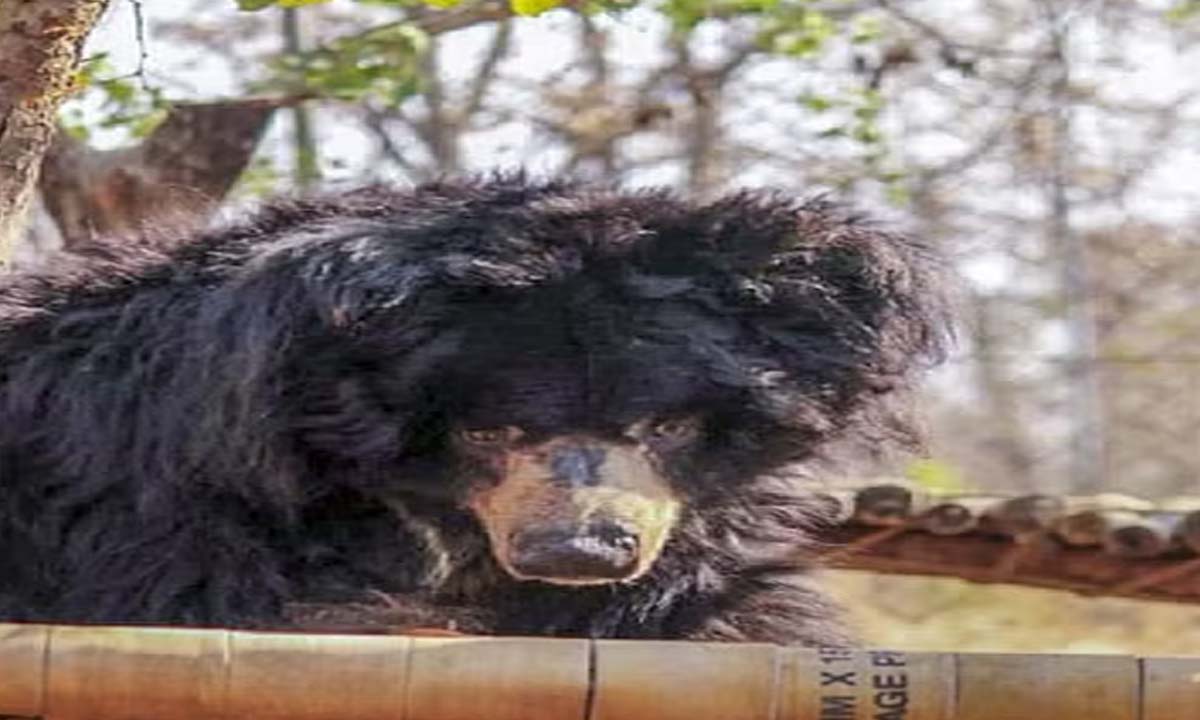 Bhopal: India's oldest sloth bear captured in zoo dies at the age of 36