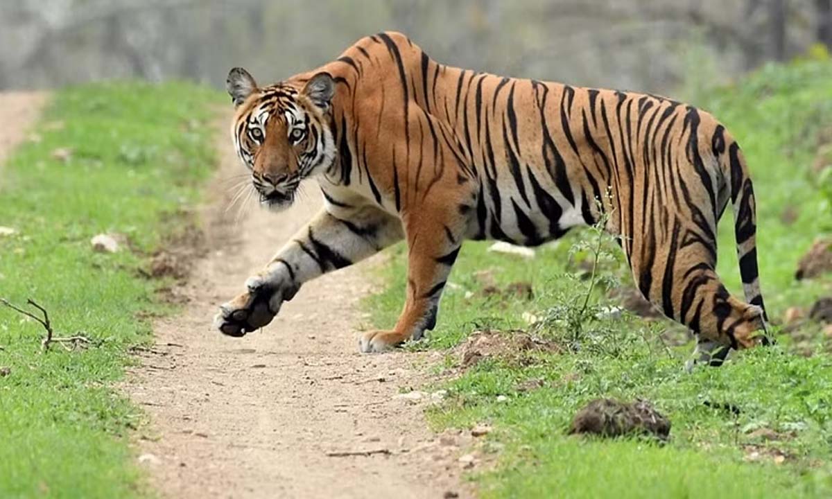 Telangana: Tiger found dead suspected to have been poisoned