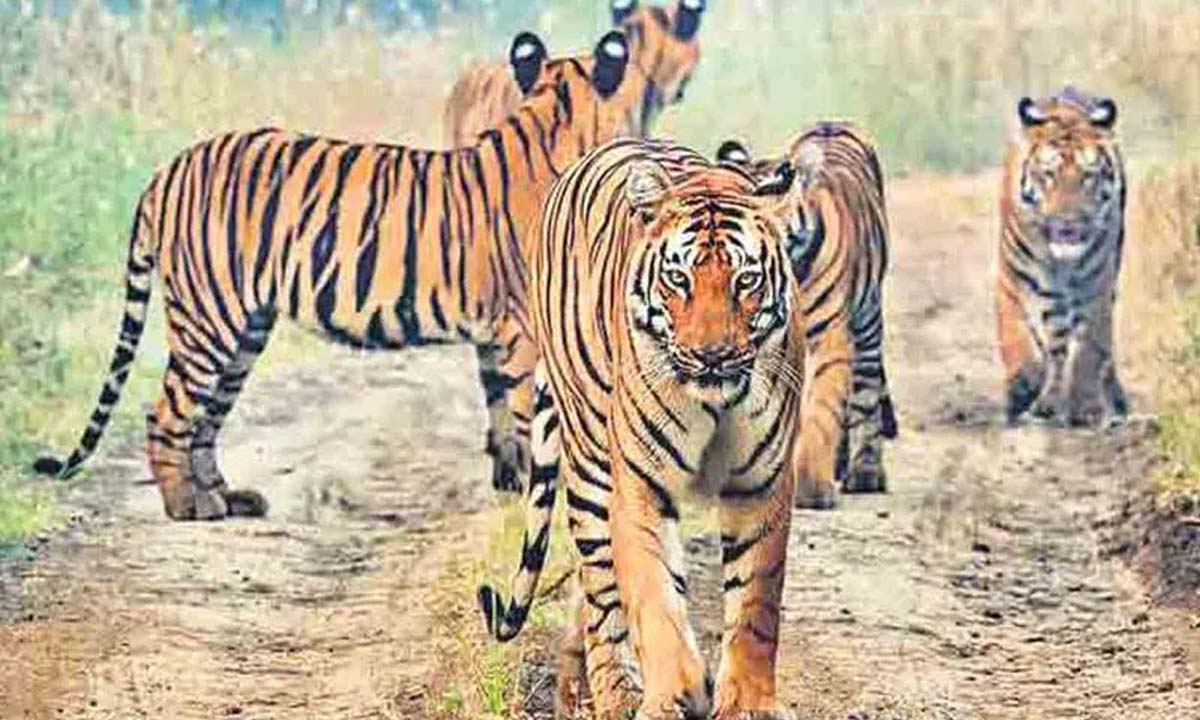 Hyderabad: Tiger samples sent to CCMB and Meat Institute