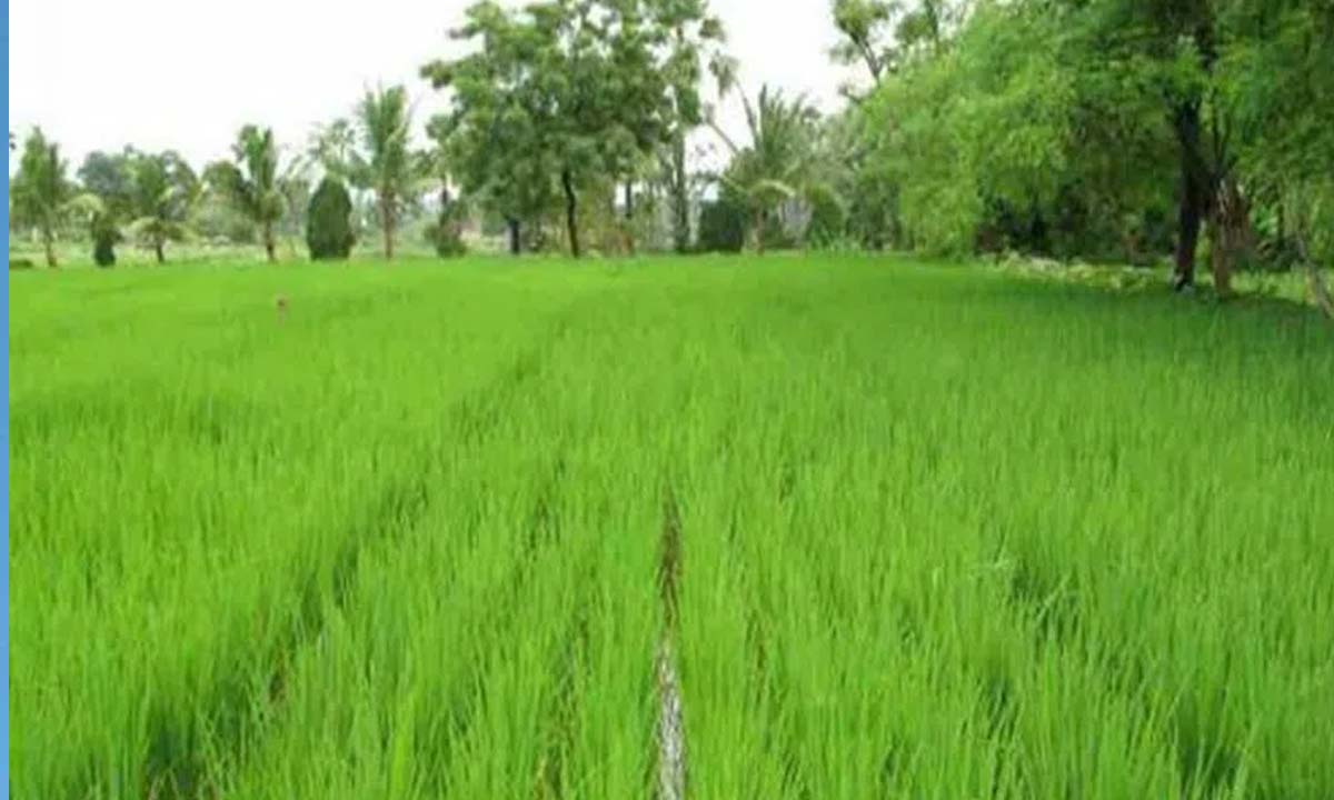 Telangana: Adequate stock of fertilizer urea available, agriculture officer