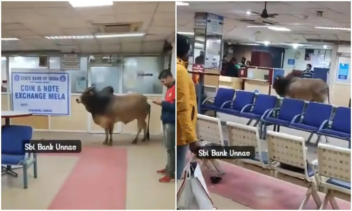 Stray bull suddenly entered SBI bank, created chaos, see VIDEO