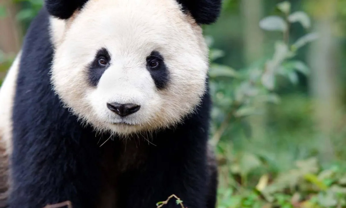 The total wild population of the giant panda is about 1,900.