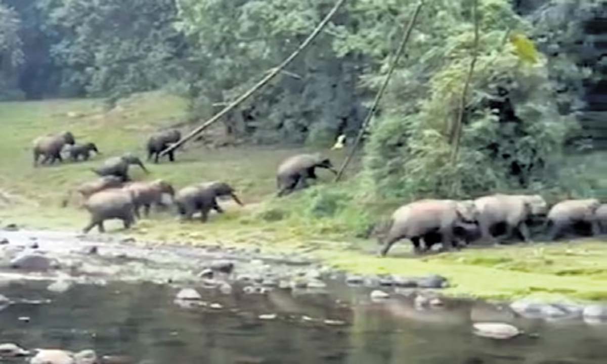 Jumbos run wild after cracker burst during Anakulam procession