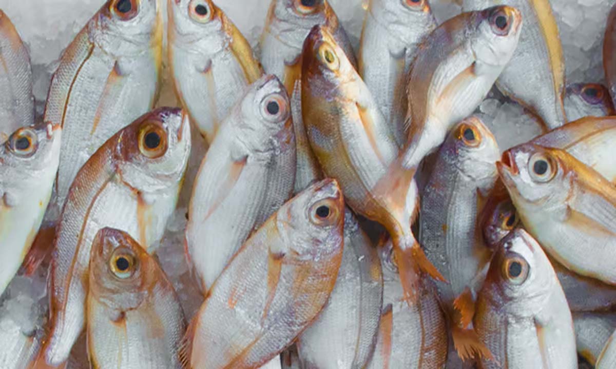 First in India, CMFRI to develop lab-grown fish meat