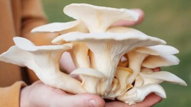 Horticulture department organized training program on mushroom cultivation for farmers.