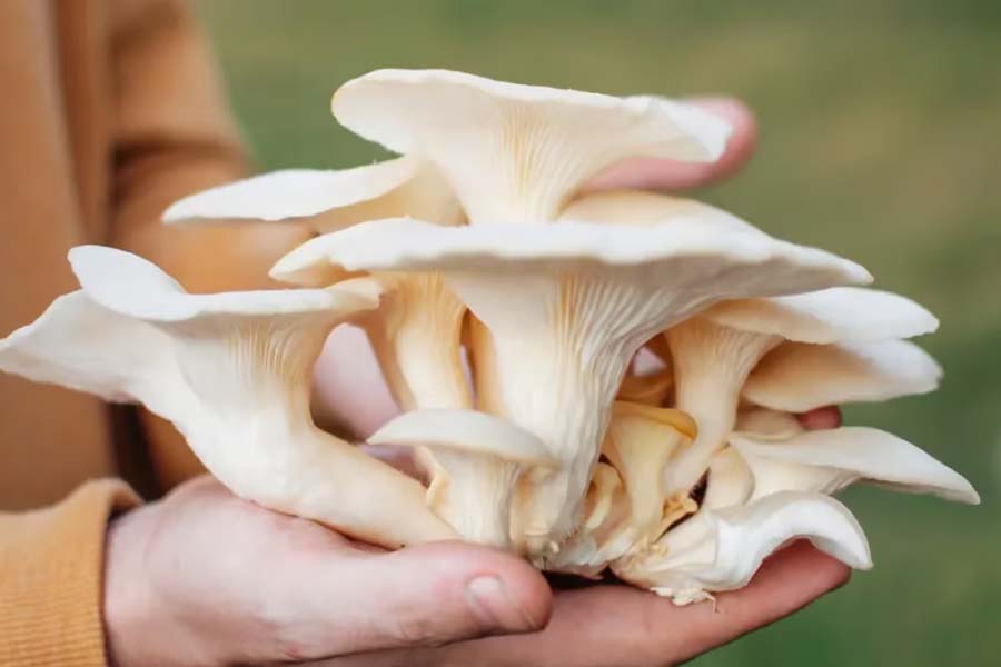 Horticulture department organized training program on mushroom cultivation for farmers.