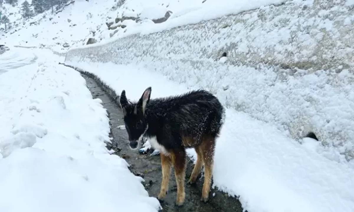 Himalayan serow deer rescued and returned to its habitat