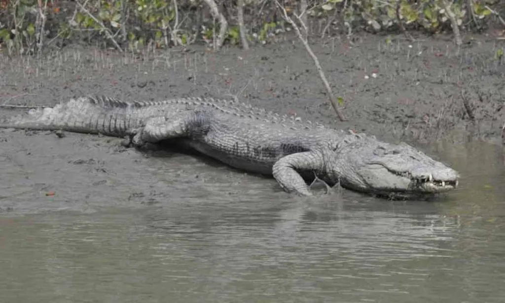 Crocodile count in tiger’s lair: Exercise underway in Sundarbans to scan key predator