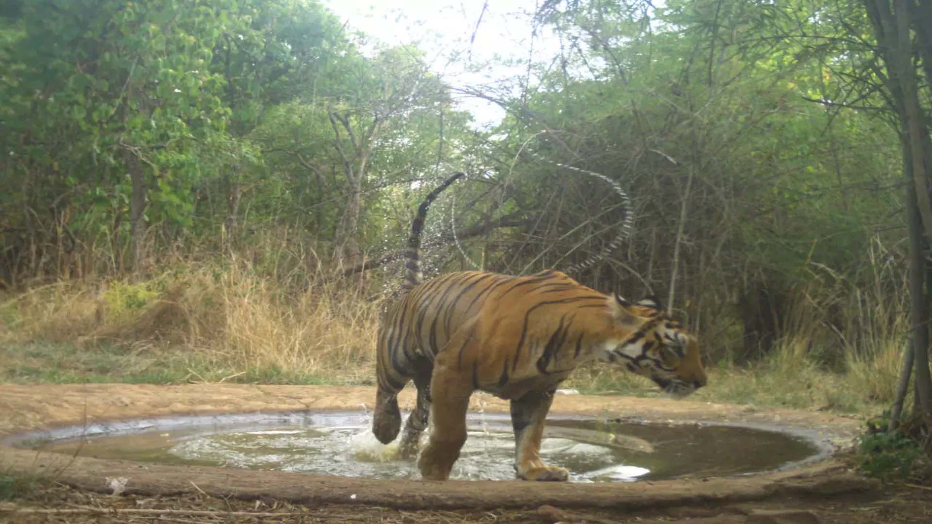 Amrabad Tiger Reserve to get AI-powered electronic eyes for surveillance