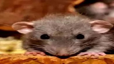 Rats bite patient in Telangana government hospital
