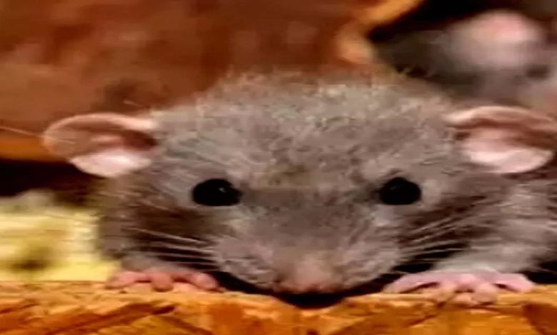 Rats bite patient in Telangana government hospital