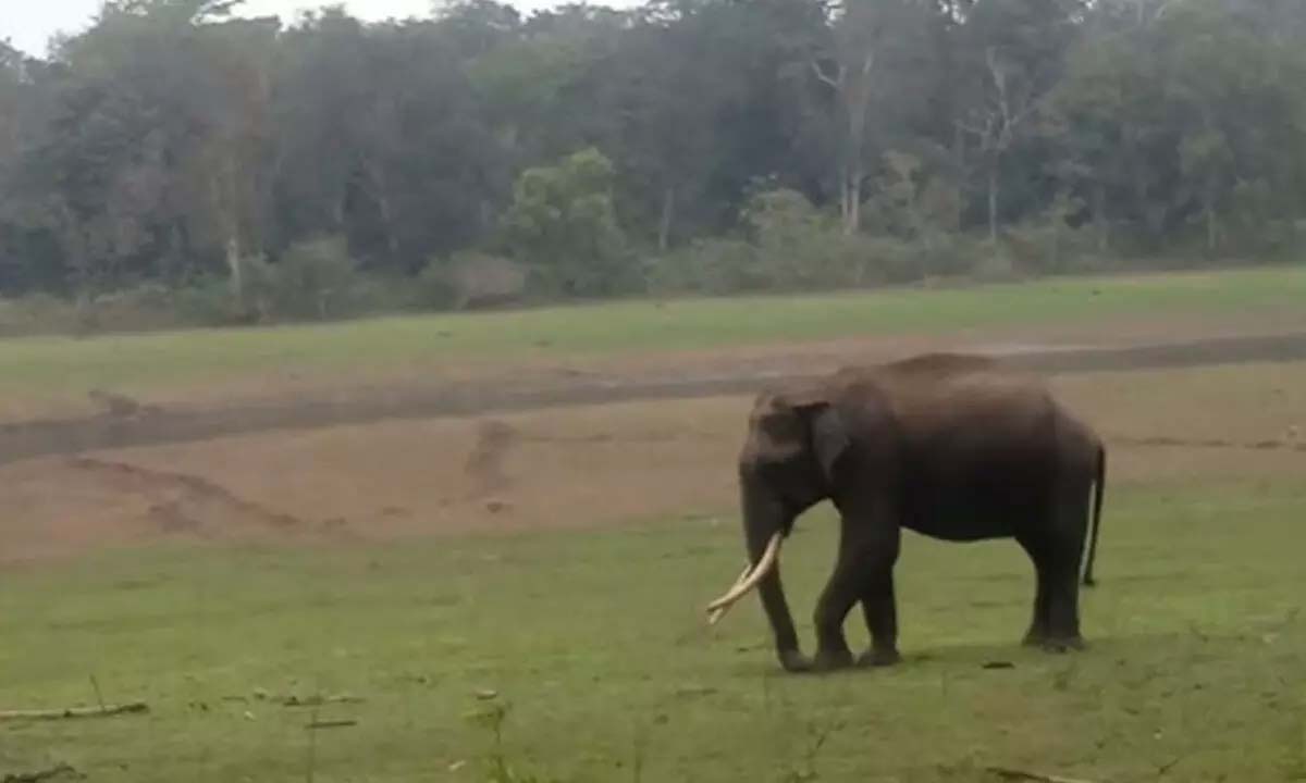 Female elephant 'adopts' calf - they have a Navratri connection