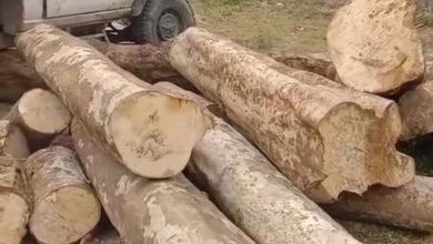Forest destruction scam exposed in Bijni forest