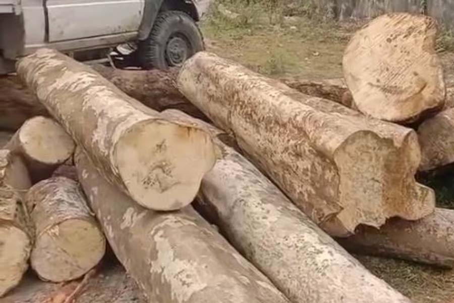 Forest destruction scam exposed in Bijni forest