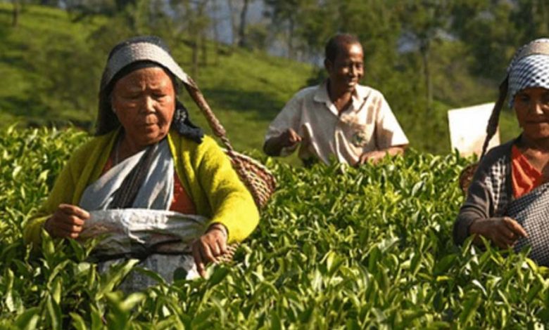 Assam Tea Employees’ Welfare Board gives Rs 28 lakh to 800 employees