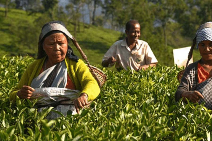 Assam Tea Employees’ Welfare Board gives Rs 28 lakh to 800 employees