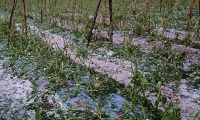 Crops affected due to unseasonal rain and hailstorm