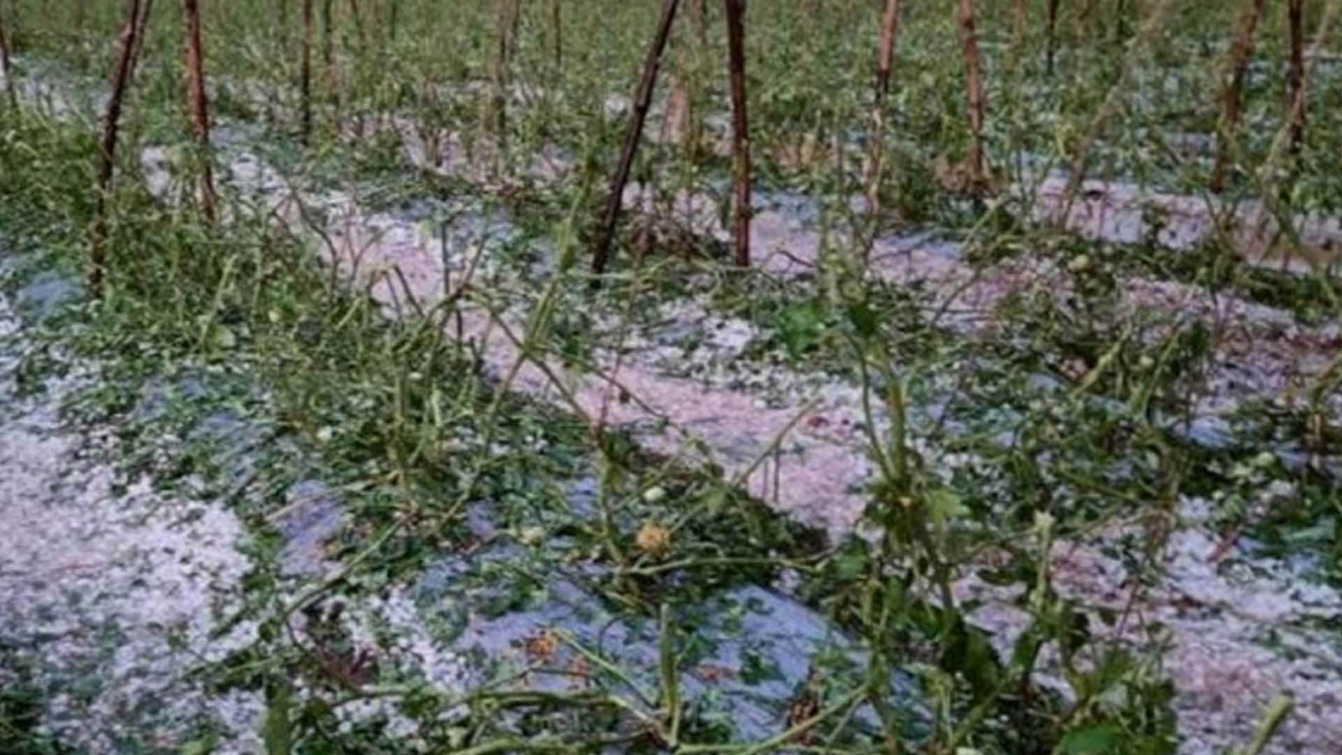 Crops affected due to unseasonal rain and hailstorm