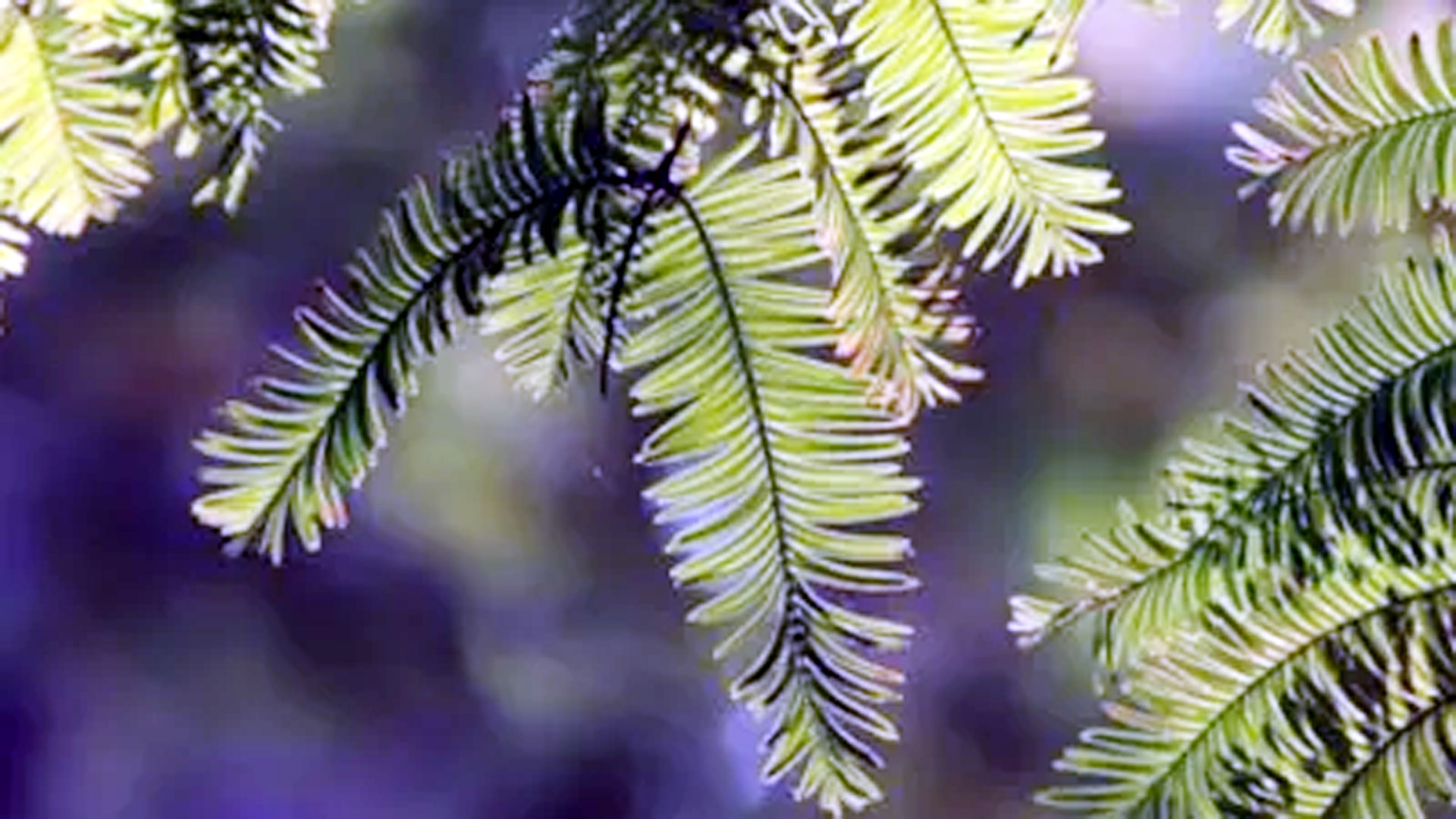 Mahadev will be pleased by planting these plants in the house on the day of Mahashivratri