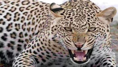 Leopard attacked young man, dragged him 200 meters away